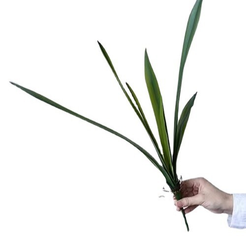 Helecho silvestre Taro hoja verde Planta artificial flor simulación con raíz barba selva tropical decoración Mori paisaje simulación planta mango paquete