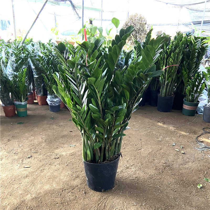 Money Tree Money Banyan Potted Money String Indoor Living Room Large and Small Green Plants Florals and Foliage Evergreen and Easy to Maintain All Year Round