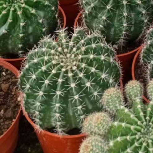 大仙人球コレクション、鉢植えの開花仙人掌、多肉植物、星兜瑞昌玉、玉龍鳳玉、玉翁|undefined