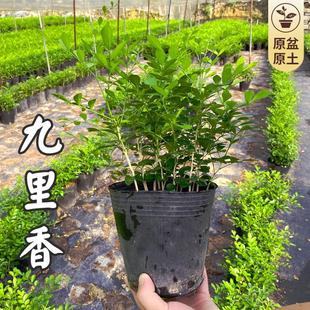 �����㻨�����ļ������Ϙ������������B�_�������҃��̨ͥԺֲ��