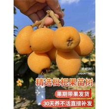 枇杷果苗无核枇杷苗枇杷树苗盆栽特大果树庭院南北方种植当年结果