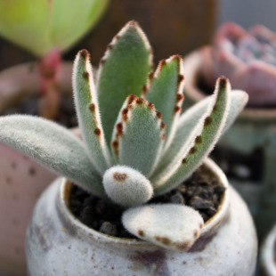 Moon Rabbit Ear Succulent Plants Green Plants Creative Flower Potted Plants Office Home Purifying Air Decorative Plants