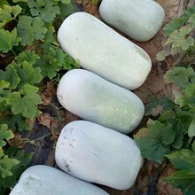 ��Ƥ���ϷN�ӝM�����󶬹ϷN���߲˷N�ó���񲻿���ȫ���ɷN