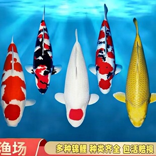 ��Ʒ�\���~ͥԺ���B��ϵ�\�����N�^�p�~�S���ѺͿ�ȸѪ�y��ɫ�t��