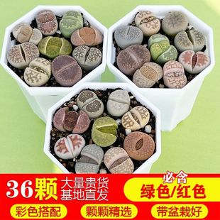 36�w��ʯ����ɫ�M�ώ����Ժþޟo�Դ�ĸ���@ˇ����ֲ��