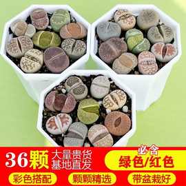 36颗生石花彩色组合带盆栽好巨无霸大母本园艺多肉植物