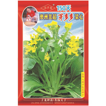 150天澳洲美超芽多多菜心 喜良种苗公司直售批零种植蔬菜种子冯子