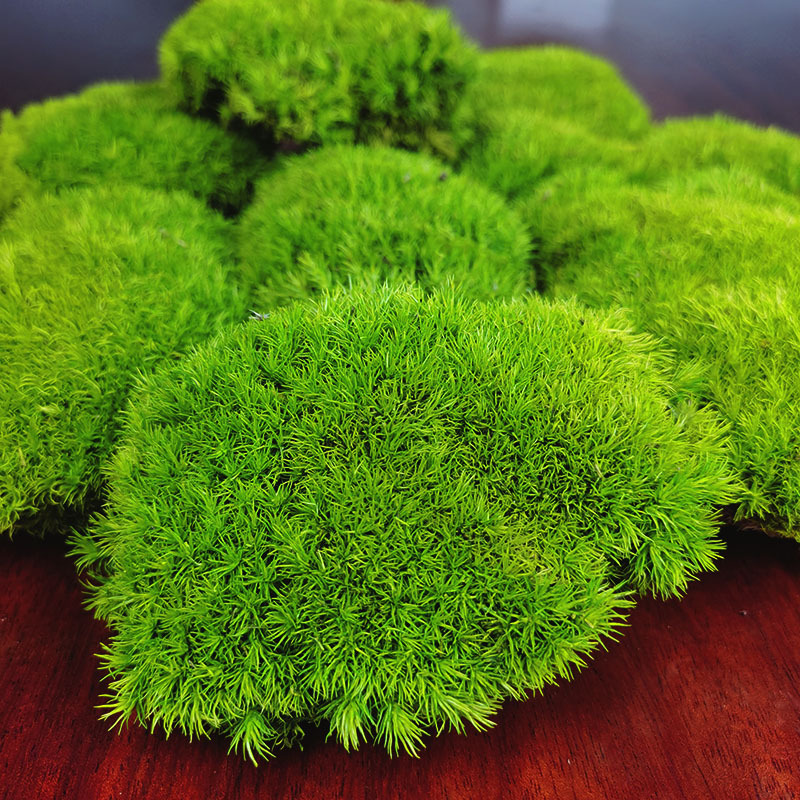 Musgo eterno planta pared cola curvada bloque de musgo vegetación musgo flor seca césped piel pluma grande musgo gris grande flor eterna musgo