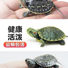 ���A����С�������w��������������ˮ������������ī�������绨