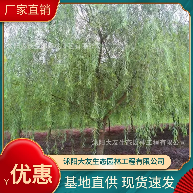Базовая оптовая продажа саженцев ивы собственного производства озеленение живописной местности дорога сад инженерия Зеленые саженцы цена отличная.