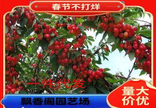 Suitable for Planting Russian No. 8 Large Cherry Saplings in the North and South. Cold-Resistant and Drought-Resistant Russian No. 8 Cherry Saplings