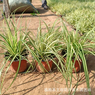 金叶苔草 常绿草水生植物地被植物园林绿化苔草湿地绿化苗圃批发