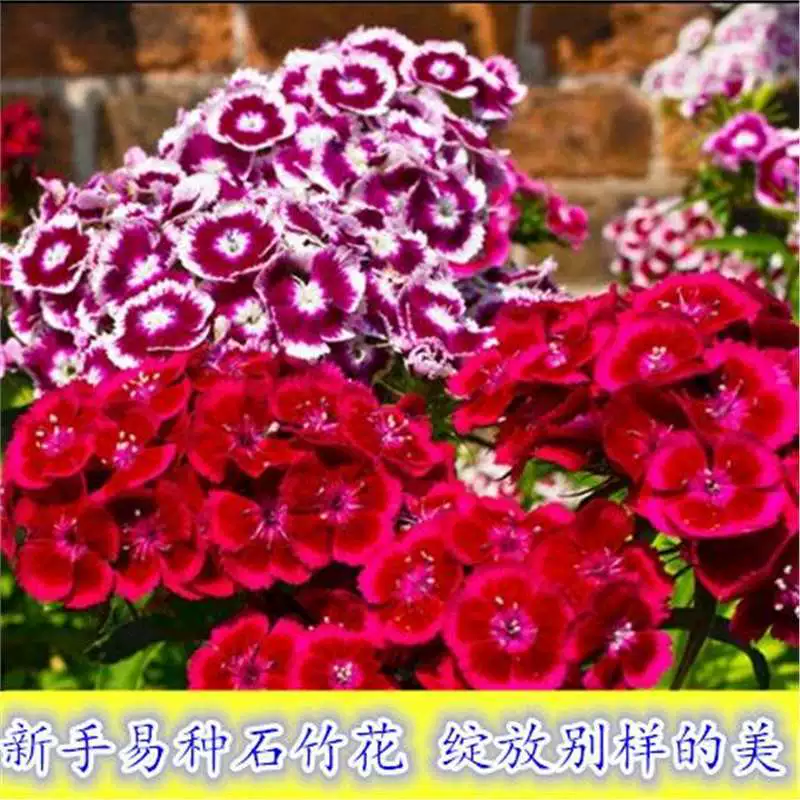 Семена красочного диантуса легко выращивать в любое время года, смешанный диантус десяти видов, многолетний диантус, семена цветов американского диантуса.