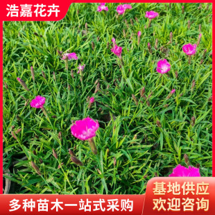 Dianthus Small Seedlings Square Plate Seedlings Spring Seedlings with Buds Grass Florals Perennial Florals Small Seedlings Dianthus