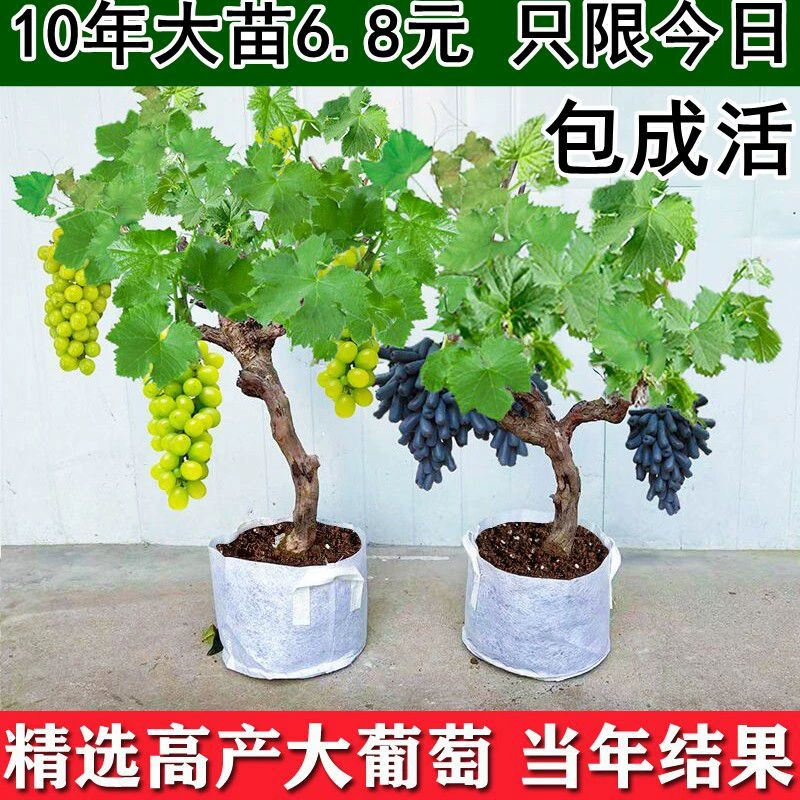 Саженцы винограда Киохо, крупные саженцы, саженцы плодовых деревьев, саженцы винограда вьющиеся, саженцы винограда, южное посадка, результаты в том же году