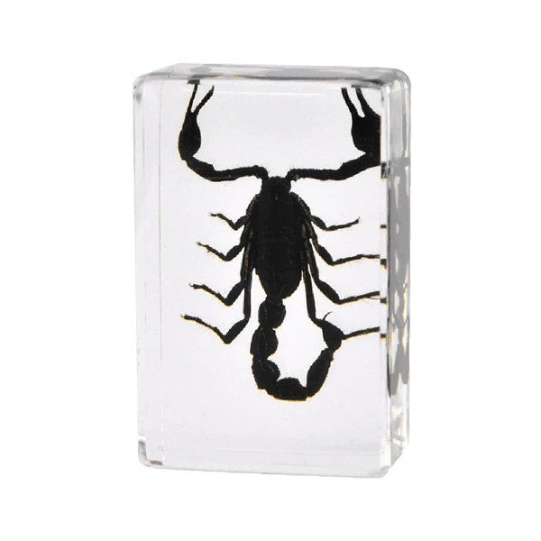 4.5CM Small Asian Rainforest Scorpion