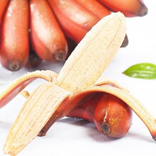 福建红美人香蕉现摘红皮香蕉新鲜热带水果整箱红皮蕉【H24】