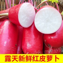 四川泡菜萝卜红皮新鲜蔬菜红皮白肉水现摘现发农家自种红萝卜代发