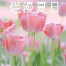 水培郁金香大种球水仙花种子花卉盆栽绿植物室内鲜花好养活风信子