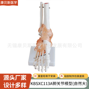 Kbs/Xc113A Foot Joint Model with Ligament Foot Joint Foot Bone Femur Tibia Model Human Skeleton Model