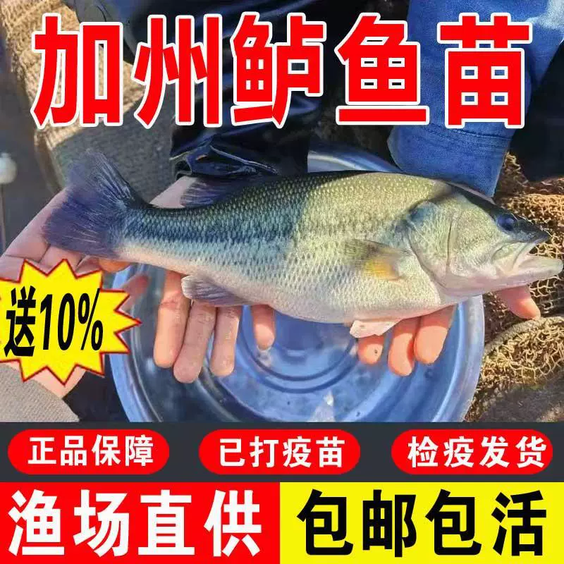 Пресноводная культивированная молодь окуня для употребления в пищу, живая наживка, агрессивная хищная крупнощекая черная калифорнийская окунь для декоративного использования в холодной воде.