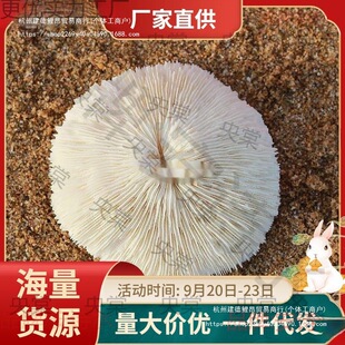 ��Ȼ��ɺ���A�ξջ�Ģ��ؐ���~���쾰�����b�Ʒ�[��ˮ������