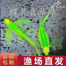 �������G���R�~�Lβ�ɹ�G���wС���^�p�~�ݸ׵����~��O�����l