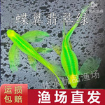 蝶翼翡翠绿斑马鱼长尾荧光绿活体小型观赏鱼草缸蝶翼鱼苗渔场批发