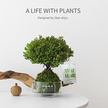 小叶赤楠苔藓盆栽室内极简ins风绿植易养护桌面装饰绿植净化空气