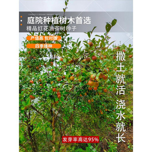 �²� �軨�N�� �Ͳ�N�� ���Ә� ���͘�t���Ͳ�׻����Ͷ������