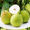 Shaanxi Crisp pear 5 Season fresh fruit Season Full container Pear Pears Shunfeng
