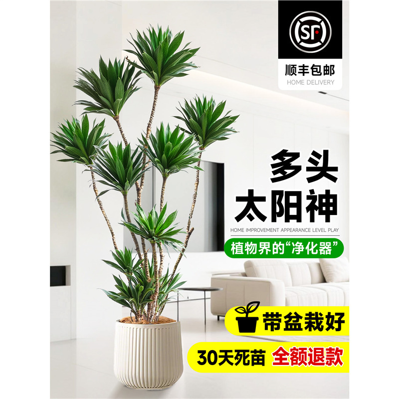 Large Potted Green Plant for Living Room, Dragon Blood Tree, Trendy Floor-Standing Plant, Formaldehyde-Removing Calathea