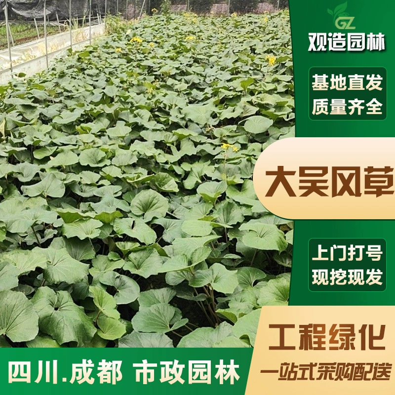 Саженцы Даву Фэнцяо, саженцы для ландшафтного дизайна в Сычуане, садовые, дворовые, горшечные, морозостойкие, четырехсезонные, вечнозеленые, зеркальные растения.