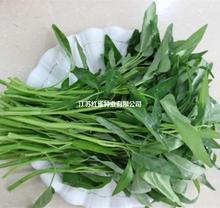 空心菜种子大全秋季室内阳台盆栽蔬菜籽种四季水培种植的易活菜孑