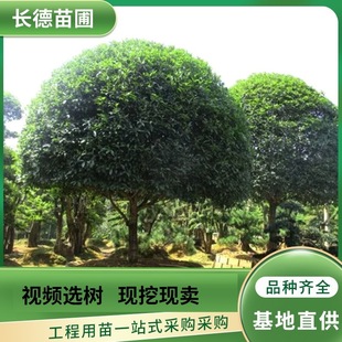 �S؛�����ֱ����Ҏ���ļ����� �ļ�������� �����𻨘����l