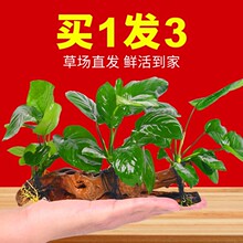 ˮ�ų�ľˮ��ֲ���~���쾰�b[�����˵�ˮ�������ˮ��Ҭ����