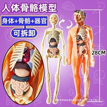 初中生物人体结构骨骼架模型器官脏解剖3d医学可拆卸拼装儿童玩具