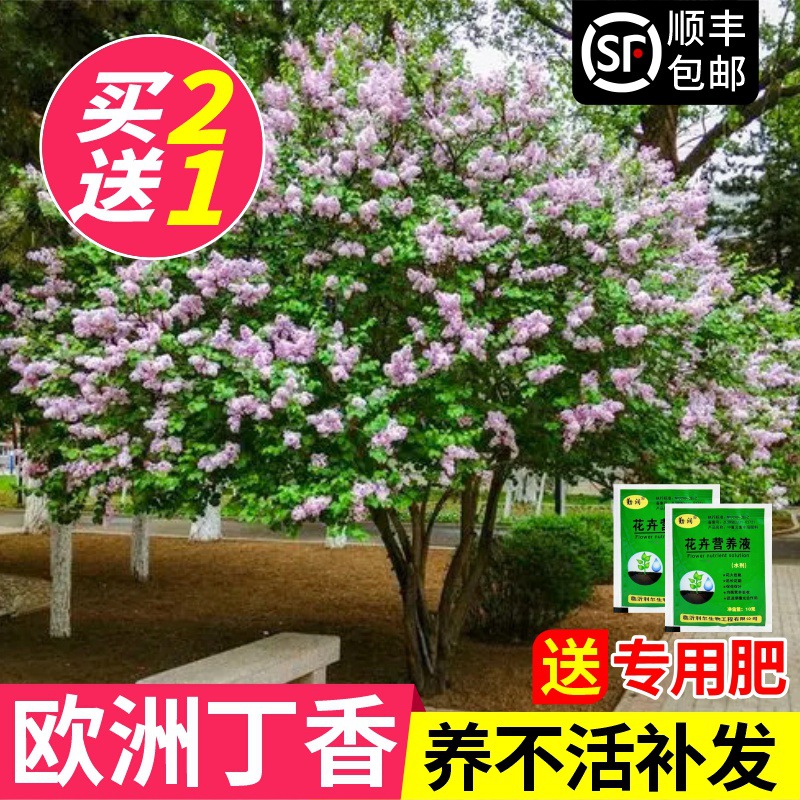 丁香花树苗盆栽阳台庭院浓香室内外四季花卉耐寒植物欧洲丁香花苗