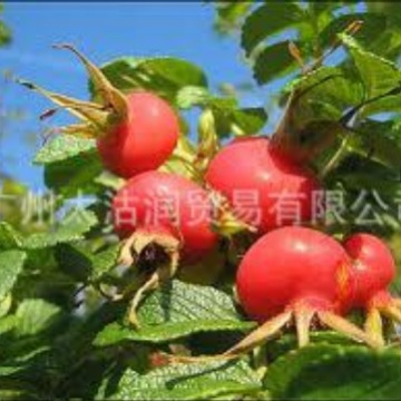 供应玫瑰果油 基础油 植物油 玫瑰果 Rose hip oil