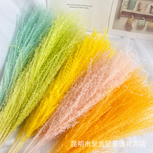 Immortal Dust Reed Dried Flowers Pampas Grass Yunnan Reed Flowers Lafite Dried Flowers Wholesale