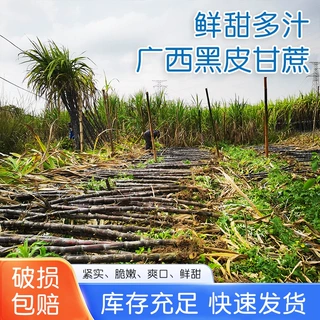 清脆爽口广西黑皮甘蔗肉质紧实鲜甜多汁新鲜采摘水果过年甘蔗批发