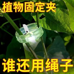 つるを挟んで枝を縛ります。つるを挟んでつるを支えます。
