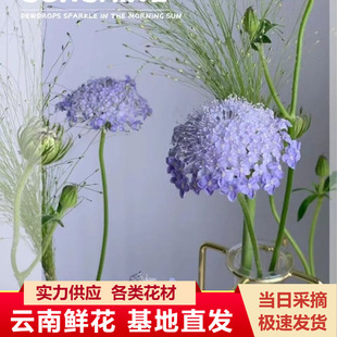 Cui Zhu Flowers Wholesale Yunnan Kunming Flower Shop Wedding Flowers Water Flower Arrangement Bouquet Matching Flowers