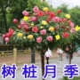 特大树状庭院嫁接月季树