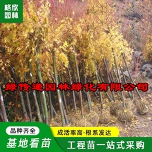 赤枫 赤枫小苗种植基地直批小庭院园林造景植物赤干鸡爪槭黄金枫