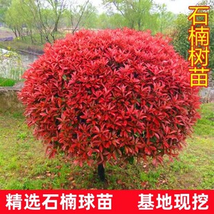 һ�����l�t�~ʯ������ͥԺ�ͺ��e�����Լt�_�eС��h�ʠ��G����