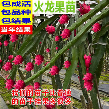 改良红心火龙果树苗盆栽地栽庭院阳台南北方种植火龙果苗当年结果