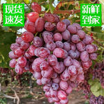 新鲜无籽提子葡萄孕妇水果应季现摘超甜克伦生红提一箱一件代发