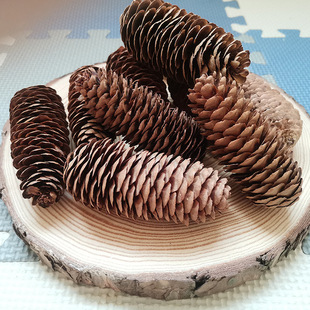 ���l�ɘ�֦�����bɻ���֦�׃��@�ֹ�diy�����ɹ�ľƬ�h��