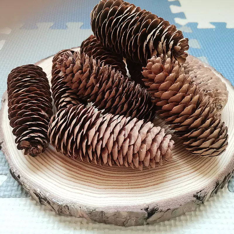 批发干树枝墙壁装饰干花树枝幼儿园手工diy材料松果木片环创